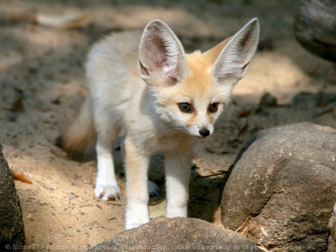 Fennec fox